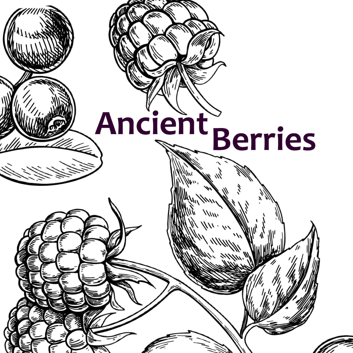 Illustrations of ancient berries with the text 'Ancient Berries' on a white background.