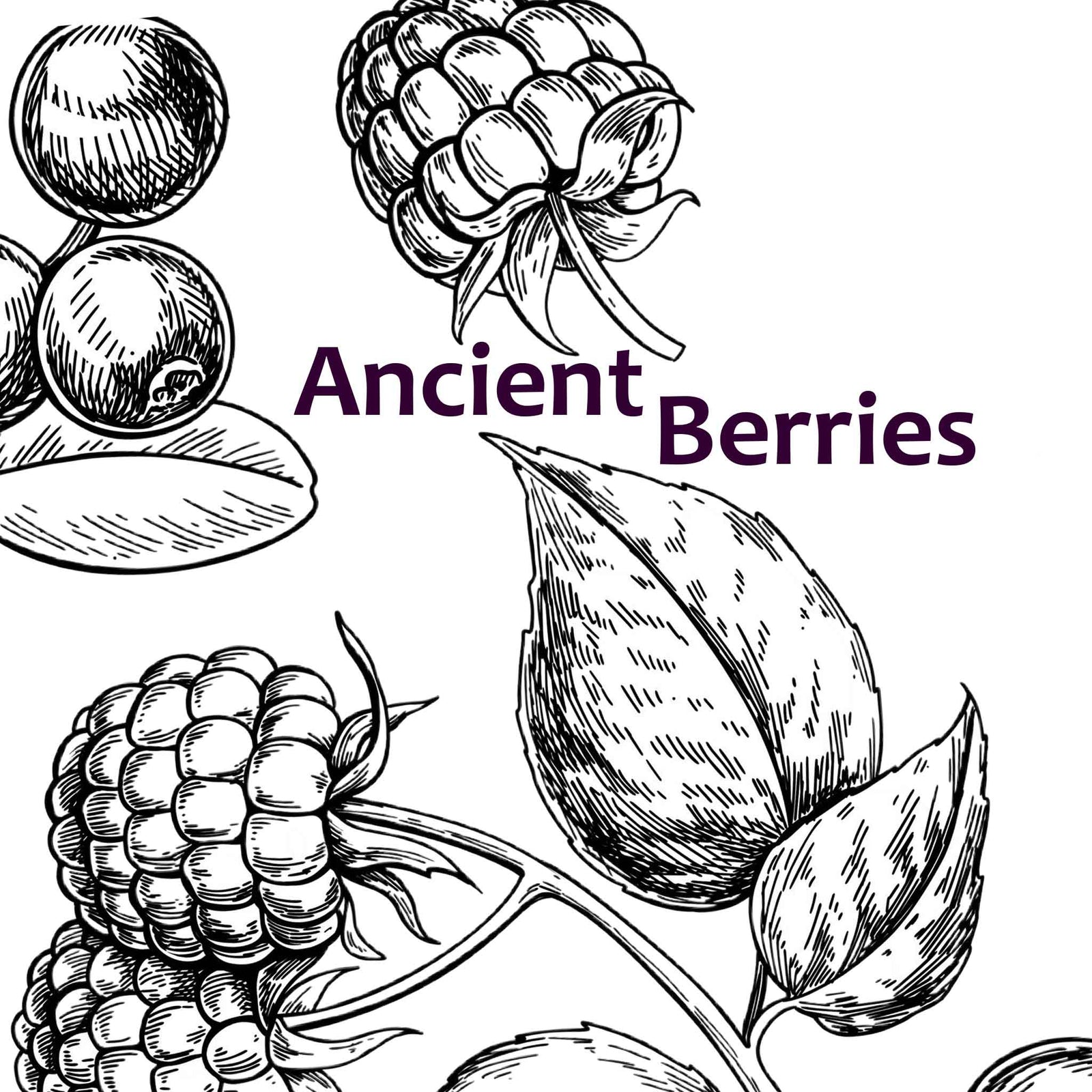 Illustrations of ancient berries with the text 'Ancient Berries' on a white background.